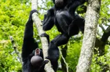 The gibbons at Manor House Wildlife Park - a short stroll from Florence Springs Luxury Lodges, Tenby, Pembrokeshire, South West Wales