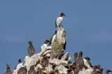 Guillemots at Stack Rocks - 25 minutes from Florence Springs Luxury Lodges, Tenby, Pembrokeshire, South West Wales