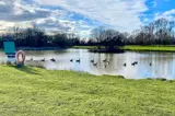 Geese at Florence Springs Luxury Lodges, Tenby, Pembrokeshire, South West Wales