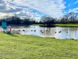 Geese at Florence Springs Luxury Lodges, Tenby, Pembrokeshire, South West Wales