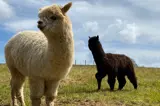 The friendly alpacas at Florence Springs Luxury Lodges, Tenby, Pembrokeshire, South West Wales