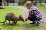 Feeding the wallabies at Manor House Wildlife Park - a short stroll from Florence Springs Luxury Lodges, Tenby, Pembrokeshire, South West Wales