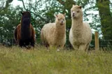 The friendly alpacas at Florence Springs Luxury Lodges, Tenby, Pembrokeshire, South West Wales