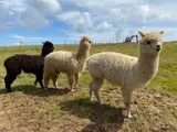 Bobby, Rocket and Alpacino - the friendly alpacas at Florence Springs Glamping and Luxury Lodges, Tenby, Pembrokeshire, South West Wales